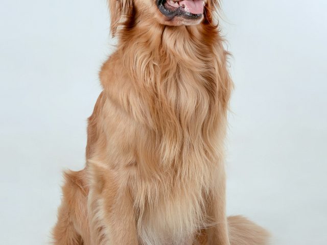 Clínica Veterinaria Doctor Waksman
